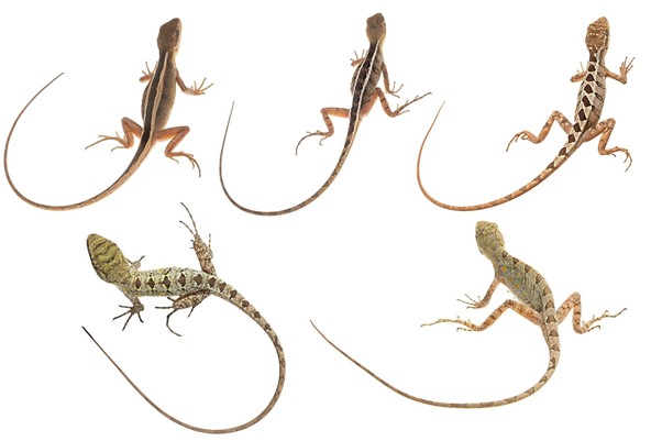 Enyalius capetinga