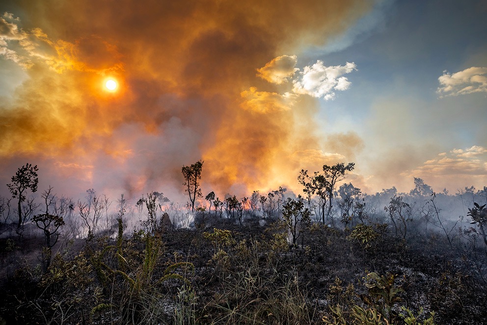 A professora e pesquisadora Elaine Dutra agradece às instituições e à Rede Biota Cerrado pela parceria.